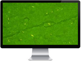 ��������� ������������������ ����������� �����-�2: �������������� ���� ��� � ������