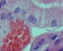 ��� ����� ������������ ��������� ����������� ����� �� �������� "������������ ����������� 2007" 3-4 ������ 2007 �.