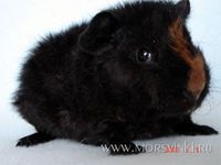 �������� �������� �������������